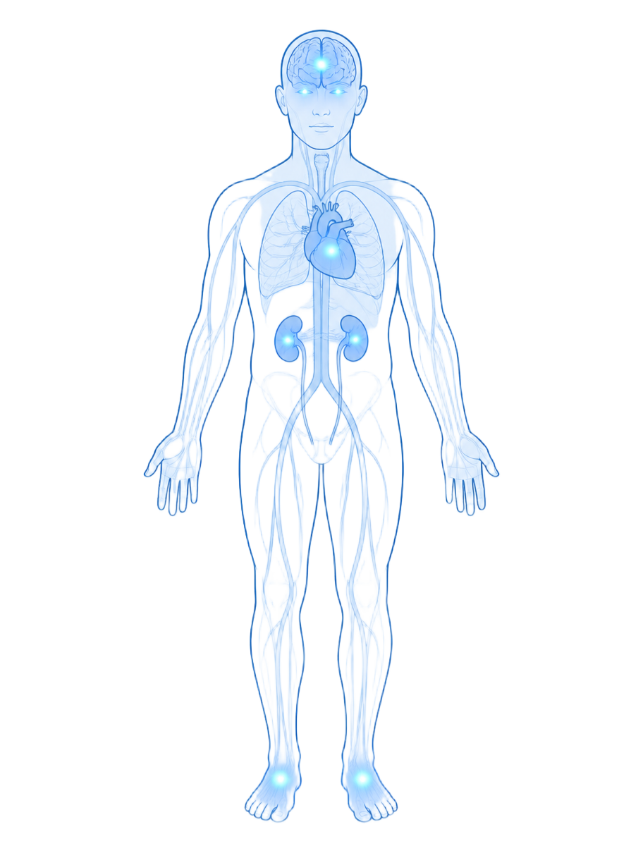 Illustration of a human body highlighting the eyes, brain, heart, kidneys and feet